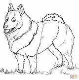 Coloring Pages Schipperke Husky Printable Drawing Bernard Great St Poodle Labradoodle Dane Dog Akita Elkhound Norwegian Dogs Line Drawn Size sketch template