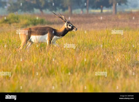 adult male black buck antelope antilope cervicapra   black buck