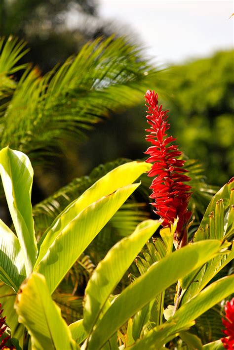 hawaiian red photograph  jessica lillis pixels
