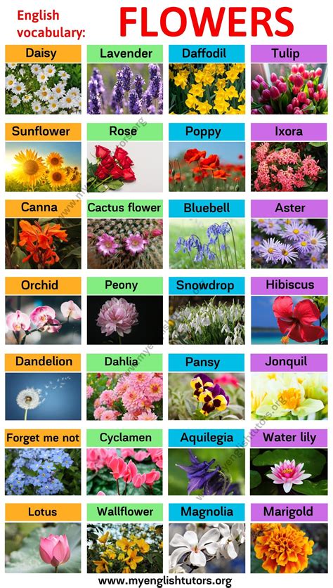 flowers pictures  names