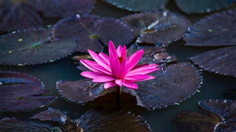 lotus   hd wallpapers hd wallpapers id