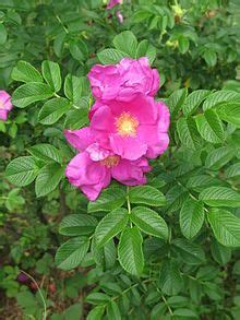 rosa rugosa wikipedia   encyclopedia plantas tons de