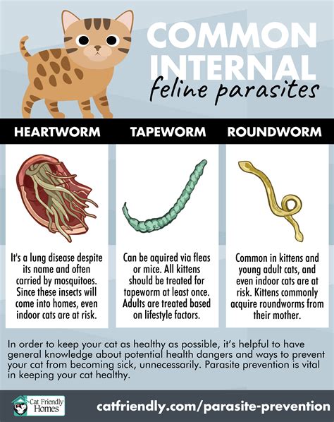 What Is A Parasite Cat Friendly Homes
