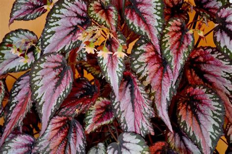 rex begonia care indoors  considered tricky    article