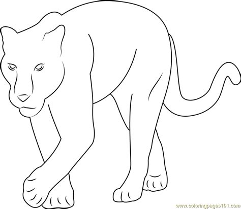 baby panther coloring page  kids  panther printable coloring