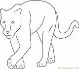 Panther Coloring Pages Baby Coloringpages101 Color Panthers sketch template