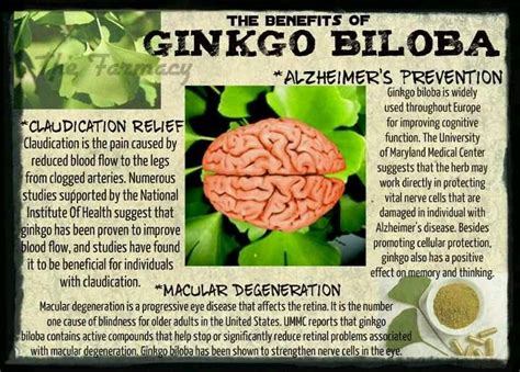 benefits  ginko biloba     shakeology wwwshakeology