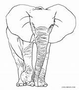 Elefant Ausmalbilder Malvorlage sketch template