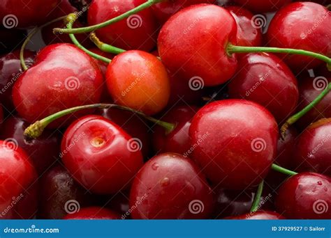 red cherry stock image image  organic berry food