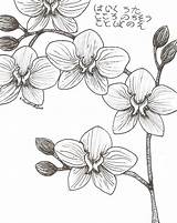 Orquideas Desenho Lapiz Rosas Tatuagem Pano Seç Ink sketch template