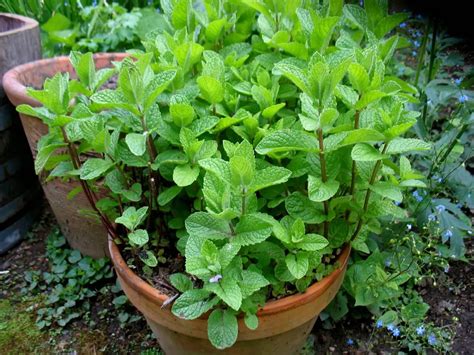 dos  donts  growing mint plant instructions