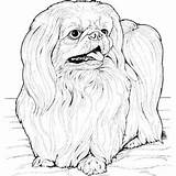 Coloring Pages Dog sketch template