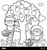 Apple Harvesting Orchard Alamy sketch template