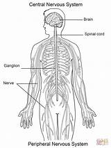 Nervous System Coloring Pages Printable Diagram Central Worksheet Human Nerves Drawing Worksheets Body Sheets Brain Peripheral Systems Cord Spinal Anatomy sketch template