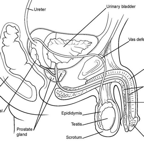 draw and label the human male reproductive system images