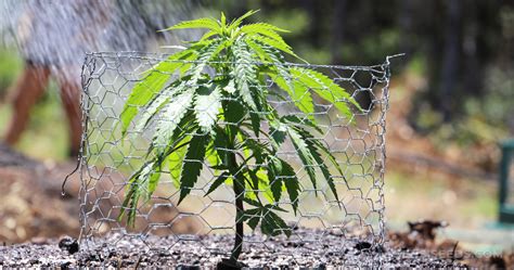 neun tipps fuer den outdoor cannabisanbau sensi seeds