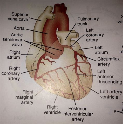 human heart artery diagram