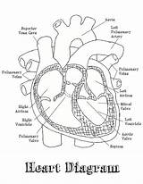 Labeling Cardiovascular Skin Labels Medicinebtg Anatomical Sheepskin Db Koibana Coloringhome Markcritz sketch template