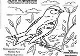 Coloring Goldfinch Pages Large 25kb 531px sketch template