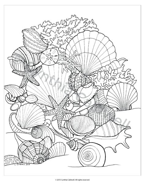 coloring pages sea shells  getdrawings