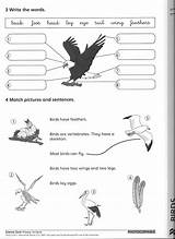 Birds Science Worksheet Middle School Worksheets Animal Classification Elementary Worksheeto Via sketch template