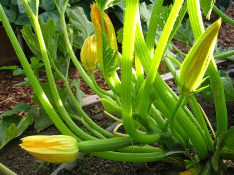 gardening zucchini plants    planted     plenty  watering  heat