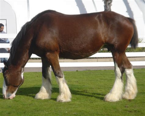 grazing clydesdale picslearning
