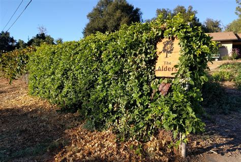 Passion Fruit Vine From Road Greg Alders Yard Posts Food Gardening