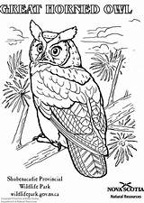Coloring Owl Horned Great Large sketch template