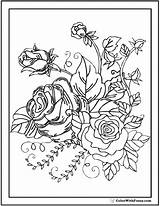 Coloring Rose Pages Buds Garden Bunch Rosebud Sheets Printable Color Pdf Printables Rosebuds Print Getcolorings Designlooter Colorwithfuzzy sketch template