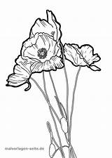Mohnblume Malvorlage Malvorlagen Pflanzen Ausmalen Ausmalbilder Blumen sketch template