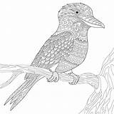 Kookaburra Zentangle Stylized Bird Stock Illustration Coloring Sketch Australian Book Adult Claw Preview Depositphotos sketch template