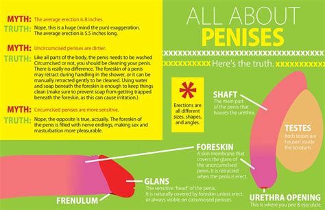Penises Sex Ed Infographic Popsugar Love And Sex Photo 3