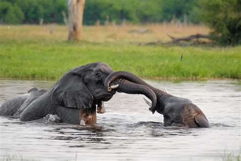 african elephants fighting  water wildlife photography prints