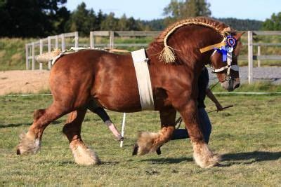 pin  baby moments   belgian draft horses big horses horse mate animals mating