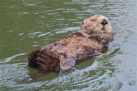 Where To See Wild California Sea Otters Try Something Fun