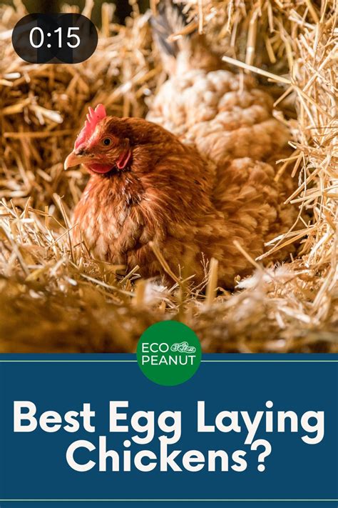 What Are The Best Egg Laying Chickens Which Breeds Should You Consider