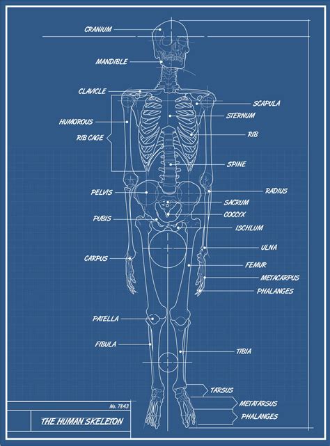 diagram  skeleton diagram mydiagramonline