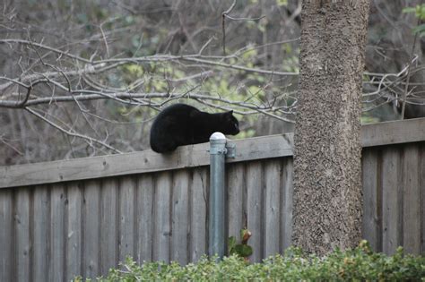 older    abundance  wildlife