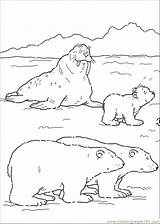 Coloring Sheets Pages Bear Polar Template Arctic sketch template