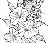 Coloring Tropical Pages Flower Printable Hawaii Flowers State Hawaiian Drawing Colouring Getdrawings Color Getcolorings sketch template