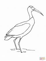 Stork Bocian Standing Kolorowanka Storks Obrazek Biały Wydrukuj sketch template