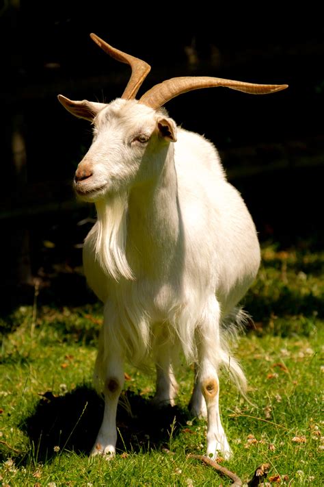 billy goat definition