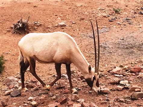 zoo review species fact profile arabian oryx oryx leucoryx