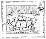 Turtle Coloring Snapping Pages Florida Drawing Geography A1 Getcolorings Getdrawings Library Hand Comments sketch template