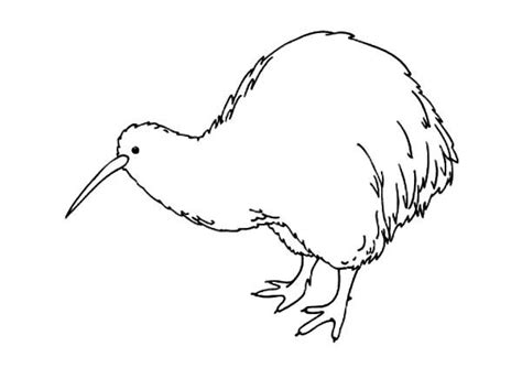 amazing animal kiwi bird coloring pages  print