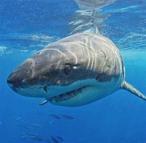 verhaltensforschung wie gefaehrlich ist der weisse hai wirklich welt