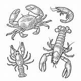 Crawfish Crustacean Monochrome Crab sketch template