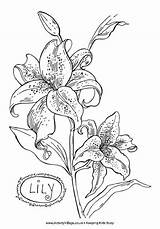Coloring Lily Flower Pages Colouring Lilies Flowers Realistic Pencil Stargazer Drawings Printable Orchid Drawing Color Activityvillage Book Print Sheets Kids sketch template