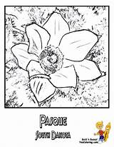 Coloring State Flower Pasque Dakota South sketch template